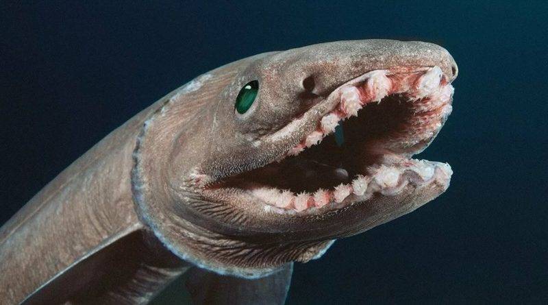 Плащеносная акула (71 фото) - опасна ли для человека, где обитает, как выглядит, размеры
