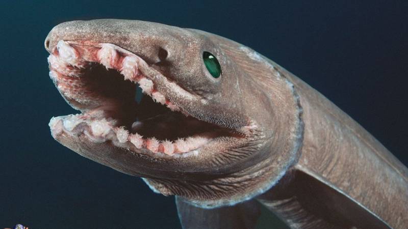 Плащеносная акула (71 фото) - опасна ли для человека, где обитает, как выглядит, размеры