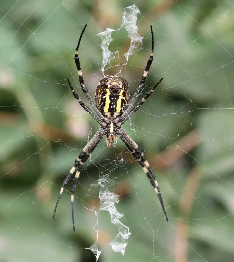 Аргиопа Брюнниха (паук оса) - фото, описание, укус и опасность для человека