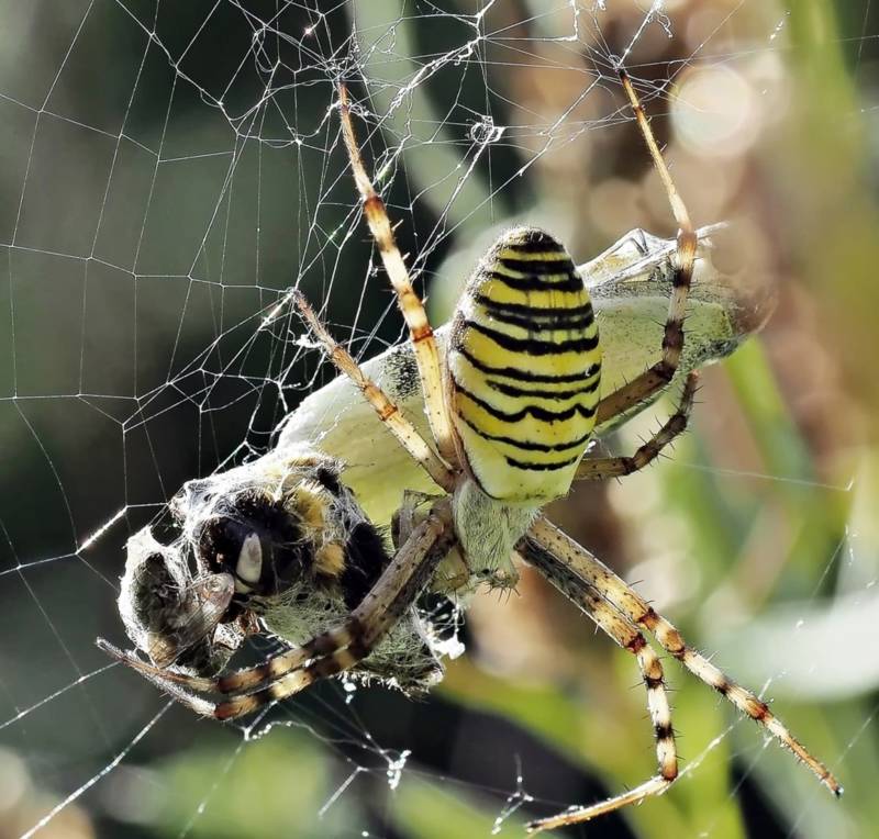 Аргиопа Брюнниха (паук оса) - фото, описание, укус и опасность для человека