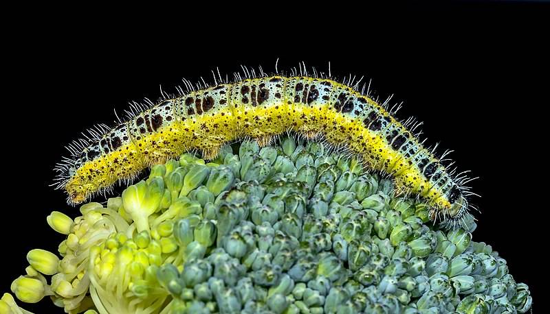 Бабочка капустница (99 фото) - описание насекомого, где обитает, чем питается, как выглядит