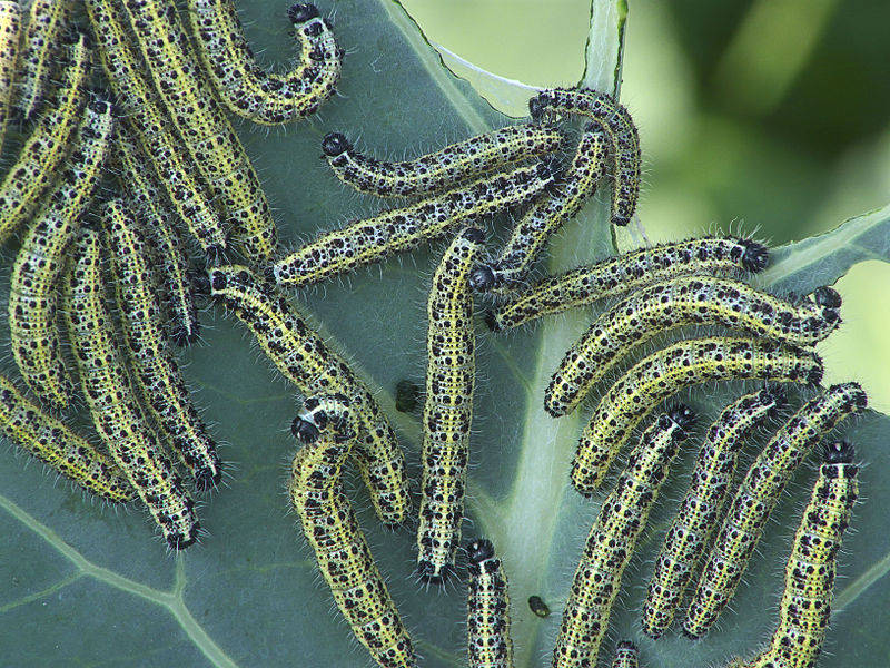 Бабочка капустница (99 фото) - описание насекомого, где обитает, чем питается, как выглядит