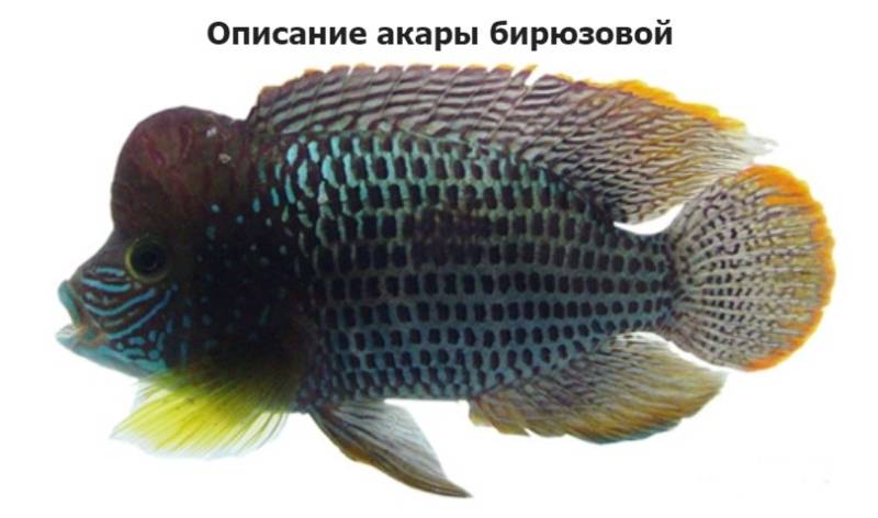 Бирюзовая акара (83 фото) - чем кормить, размеры содержание и размножение в домашних условиях, болезни рыбы