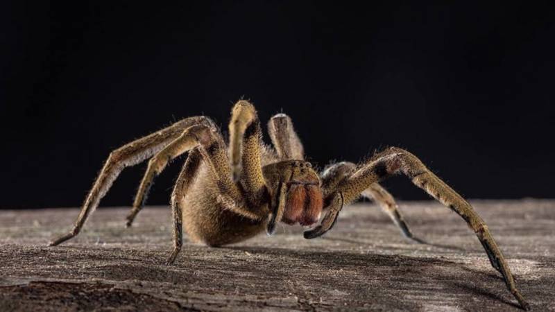 Бразильский странствующий паук (92 фото) - описание, размер и укус паука