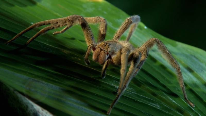 Бразильский странствующий паук (92 фото) - описание, размер и укус паука