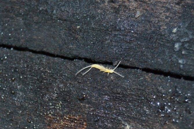 Двухвостка (104 фото) - описание, где обитает, чем питается, как выглядит