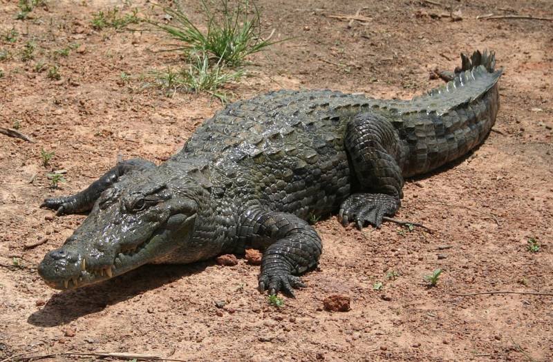 Гребнистый крокодил (103 фото) - описание, где обитает, размер, вес, чем питается, Красная книга