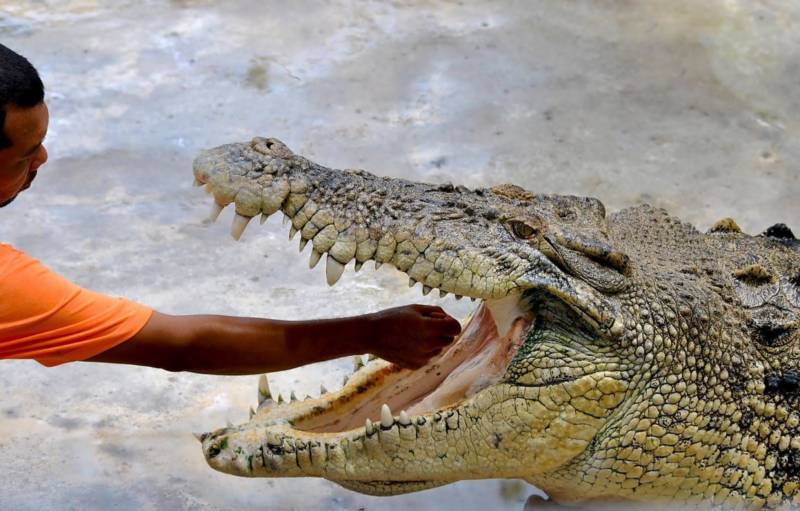Гребнистый крокодил (103 фото) - описание, где обитает, размер, вес, чем питается, Красная книга