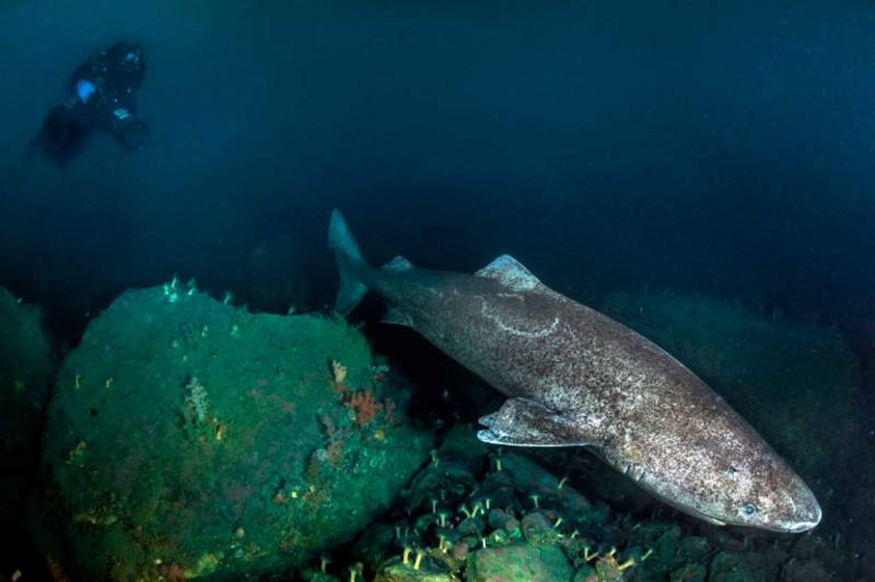 Гренландская акула (78 фото) - описание, сколько живет, размеры, где обитает, чем питается
