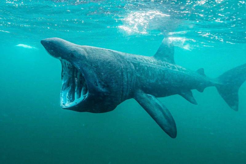 Гренландская акула (78 фото) - описание, сколько живет, размеры, где обитает, чем питается
