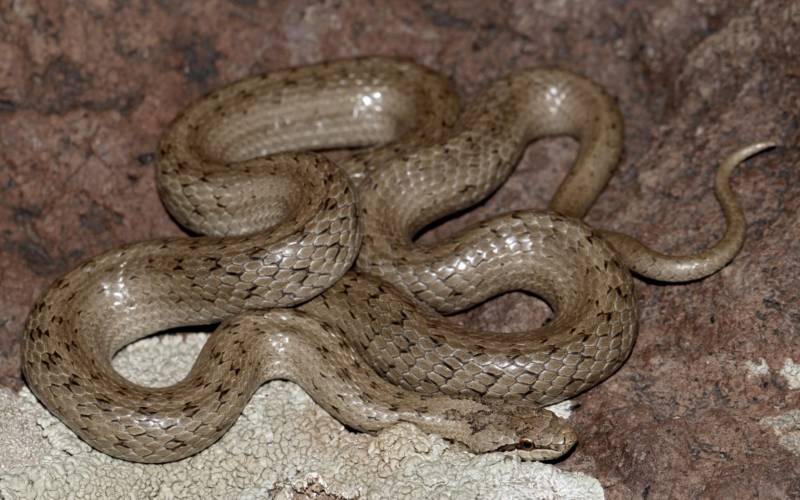 Медянка обыкновенная (94 фото) - описание змеи, где обитает, размер, чем питается, яд