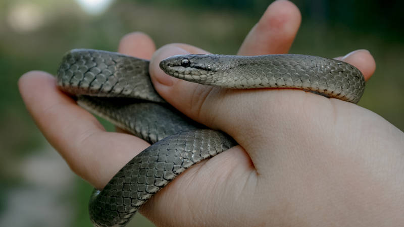 Медянка обыкновенная (94 фото) - описание змеи, где обитает, размер, чем питается, яд