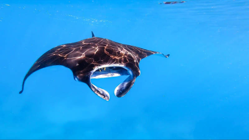 Морской дьявол (85 фото) - описание рыбы, чем питается, сколько весит самый крупный скат, опасен ли для человек