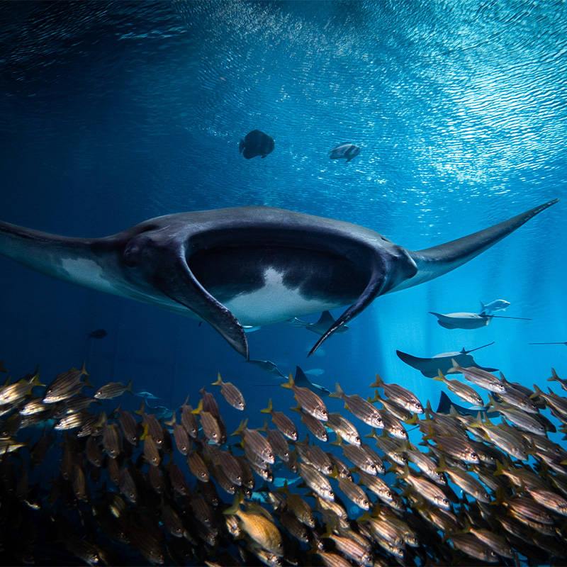 Морской дьявол (85 фото) - описание рыбы, чем питается, сколько весит самый крупный скат, опасен ли для человек