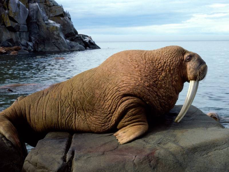 Морж (102 фото) - описание животного, размер, вес, красная книга