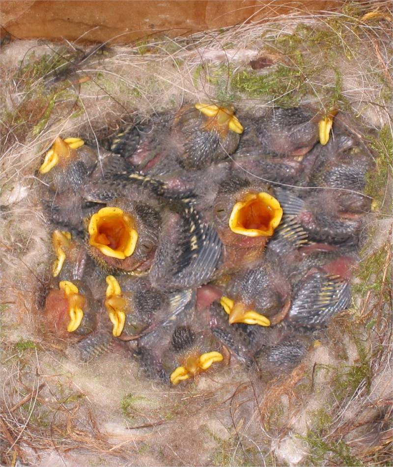 Обыкновенная лазоревка (82 фото) - описание, питание, где гнездится и обитает, интересные факты
