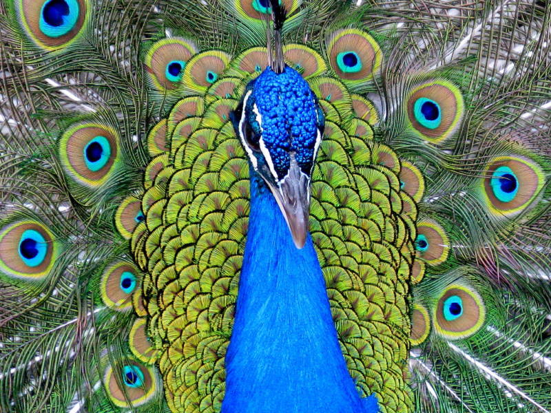 Павлин (102 фото) - описание птицы, питание, характеристики