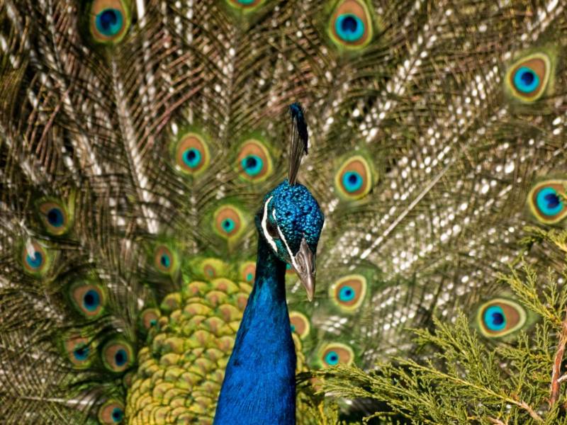 Павлин (102 фото) - описание птицы, питание, характеристики