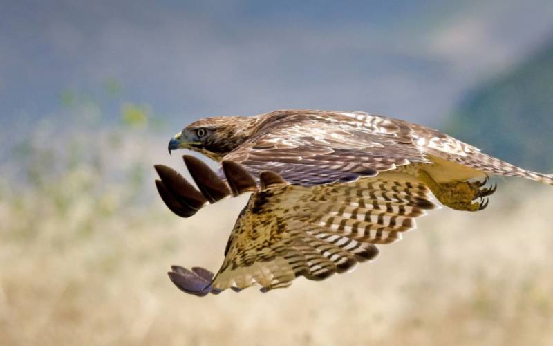 Сокол (89 фото) - описание птицы, где обитает, размер, чем питается
