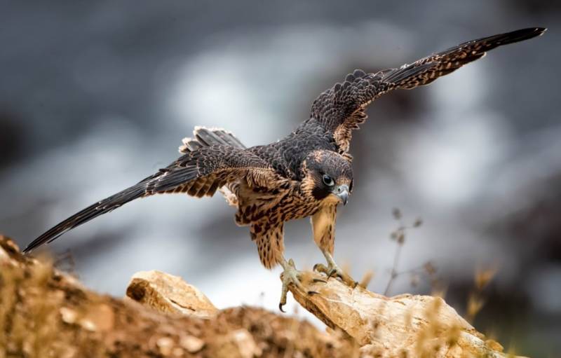 Сокол (89 фото) - описание птицы, где обитает, размер, чем питается