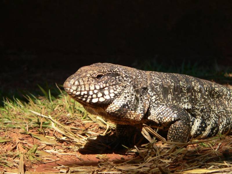 Тегу (86 фото) - описание, где обитает, размер, чем питается рептилия