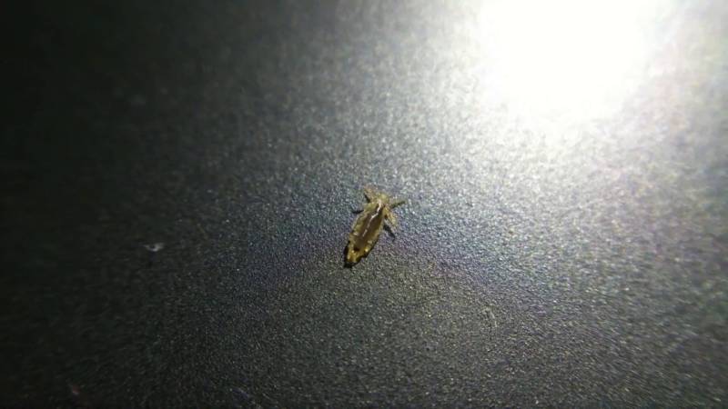 Вошь (90 фото) - описание насекомого, как избавится, где обитает, чем питается
