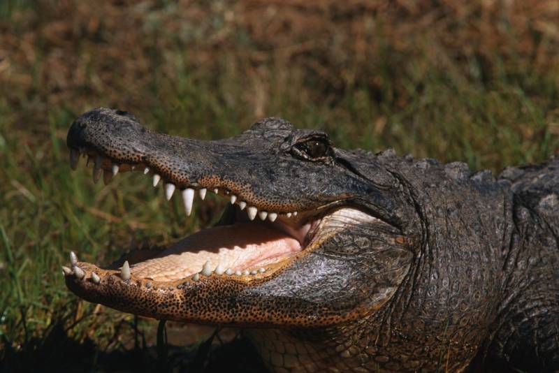 Аллигатор (96 фото) - описание животного, где обитает, размер, вес, чем питается