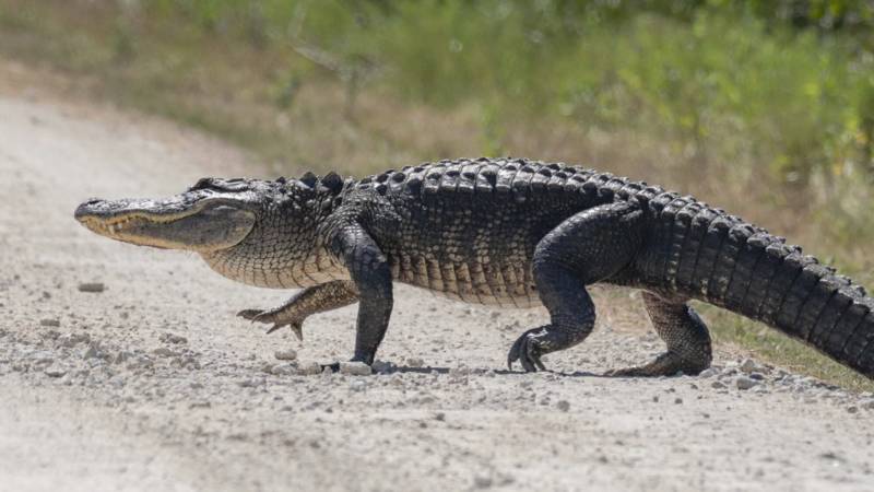 Аллигатор (96 фото) - описание животного, где обитает, размер, вес, чем питается