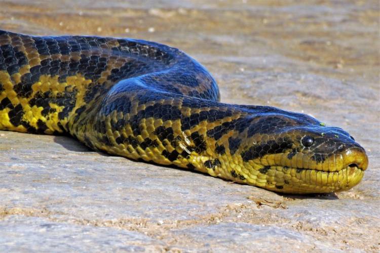 Анаконда (123 фото) - описание змеи, где обитает, размер, вес, чем питается