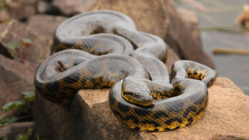Анаконда (123 фото) - описание змеи, где обитает, размер, вес, чем питается