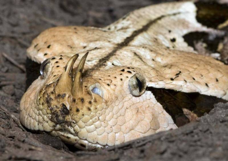 Габонская гадюка (84 фото) - описание, уксус, характеристики змеи