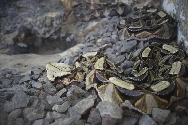 Габонская гадюка (84 фото) - описание, уксус, характеристики змеи