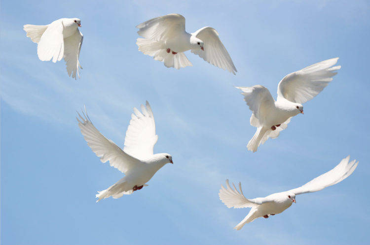Голубь (87 фото) - описание, характеристики, болезни голубей, скорость полета и размах крыльев