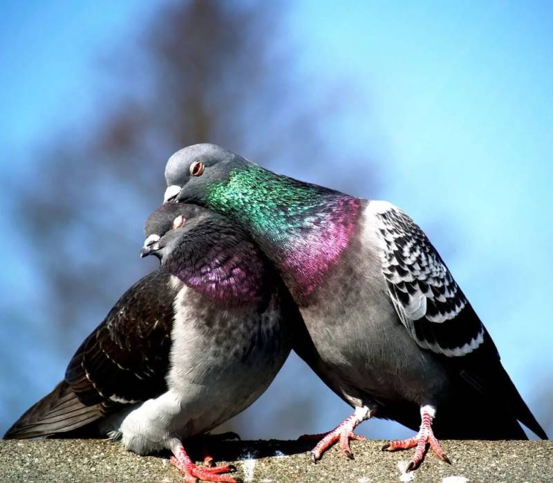 Голубь (87 фото) - описание, характеристики, болезни голубей, скорость полета и размах крыльев
