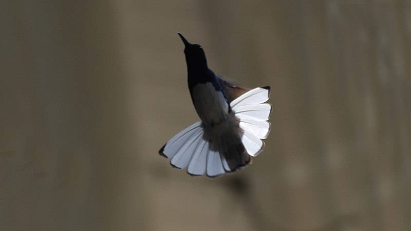 Колибри (84 фото) - описание, сколько весит и делает взмахов в секунду