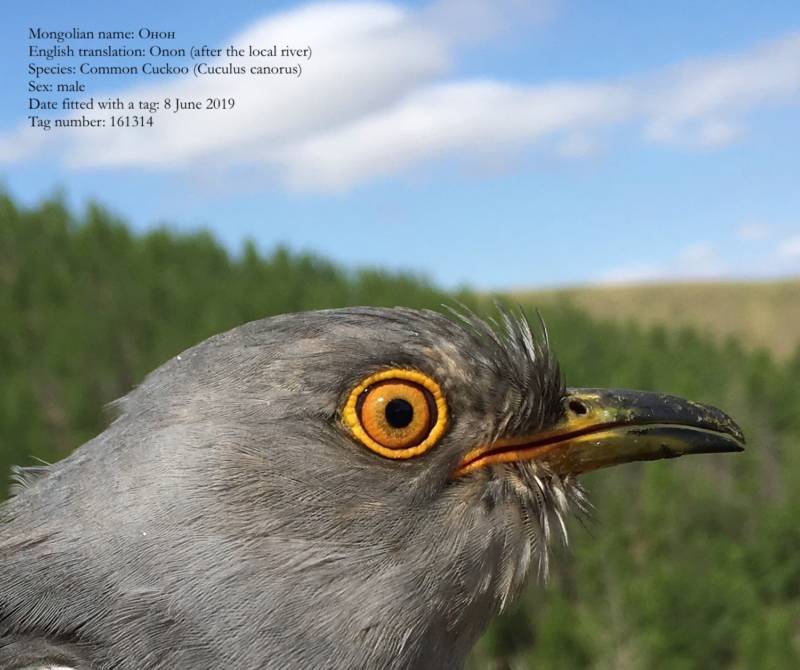 Кукушка (77 фото) - описание и характеристики птицы, жизнь, виды, голос и оперение