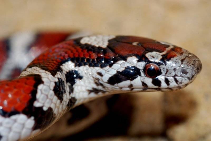 Молочная змея (114 фото) - описание, где обитает, размер, вес, чем питается, содержание дома