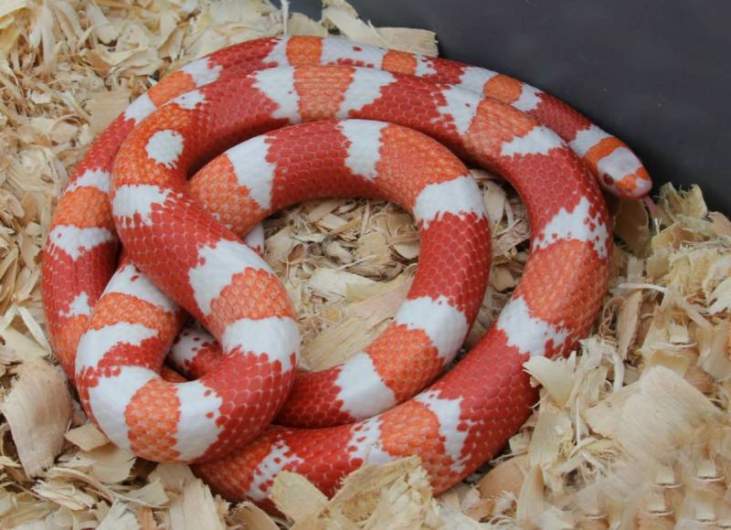 Молочная змея (114 фото) - описание, где обитает, размер, вес, чем питается, содержание дома