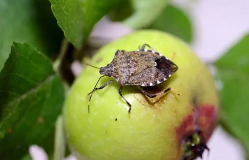 Мраморный клоп (90 фото) - описание насекомого и чем опасен для человека