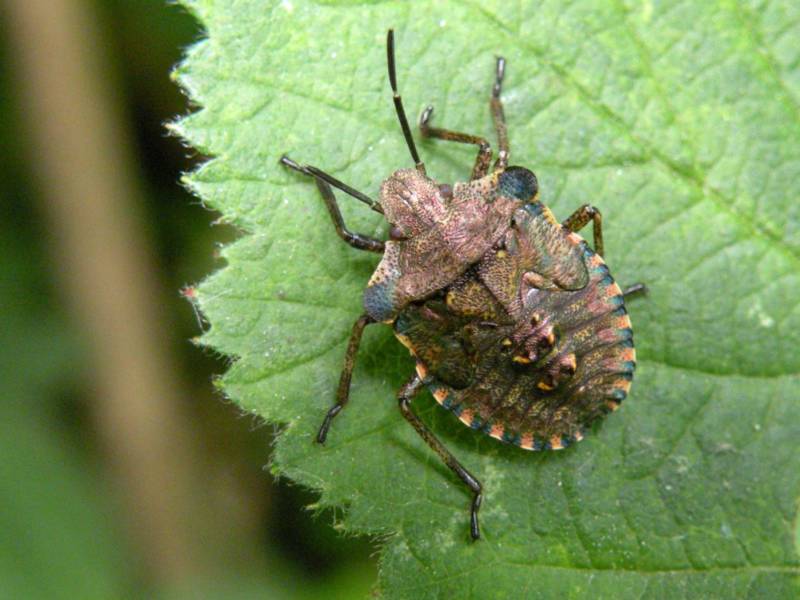 Мраморный клоп (90 фото) - описание насекомого и чем опасен для человека
