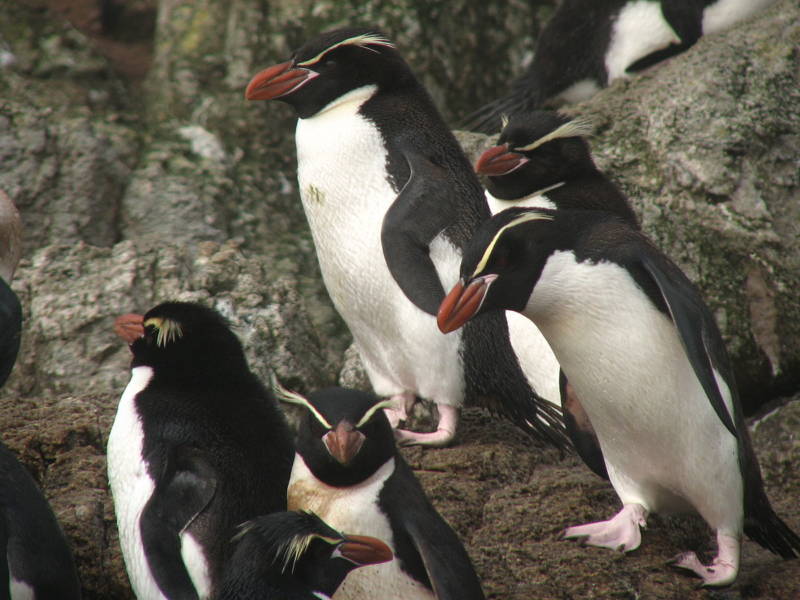 Пингвин (90 фото) - описание, птица или животное, виды, питание