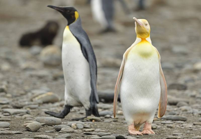 Пингвин (90 фото) - описание, птица или животное, виды, питание