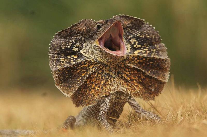 Плащеносная ящерица (97 фото) - описание, где обитает, чем питается, размер, вес