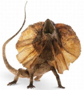 Плащеносная ящерица (97 фото) - описание, где обитает, чем питается, размер, вес