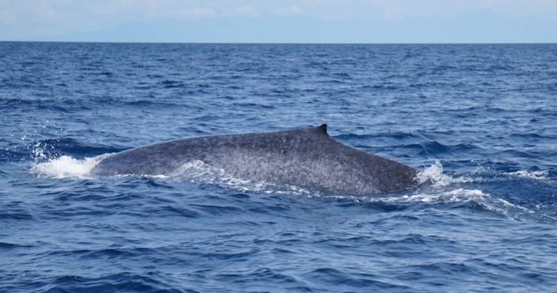 Синий кит (79 фото) - описание животного, размер, вес, где обитает, чем питается