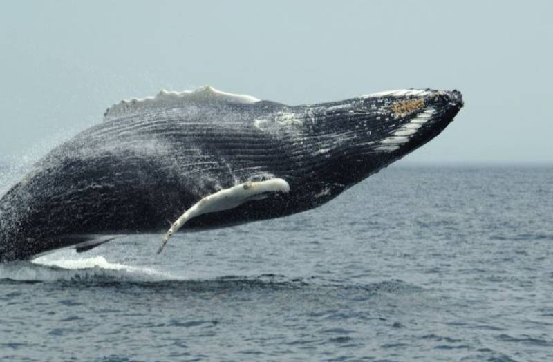 Синий кит (79 фото) - описание животного, размер, вес, где обитает, чем питается