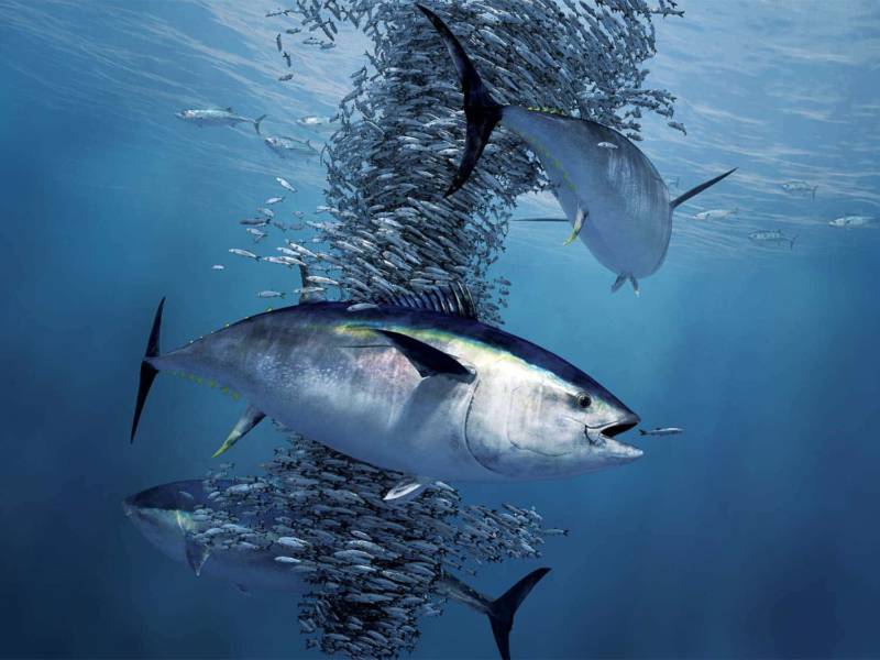 Тунец (80 фото) - описание рыбы, размеры, какого цвета, где обитает