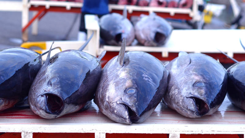 Тунец (80 фото) - описание рыбы, размеры, какого цвета, где обитает