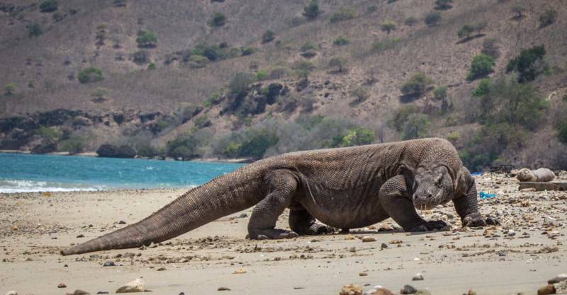 Варан (76 фото): описание и виды гигантского животного, размеры, где обитает, чем питается