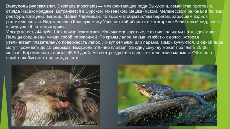 Выхухоль (84 фото) - описание животного, где обитает, место в Красной книге